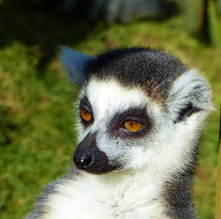 Lemur