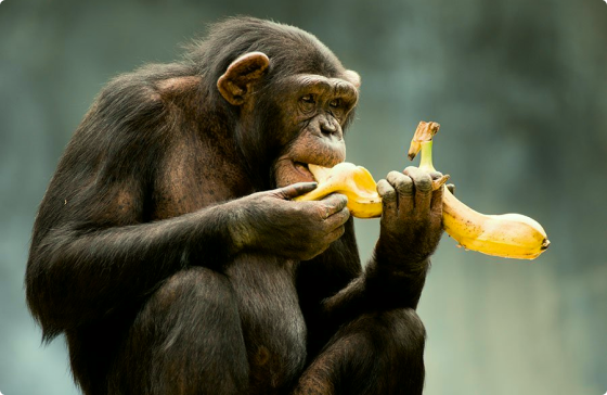 Monkey with Bananas